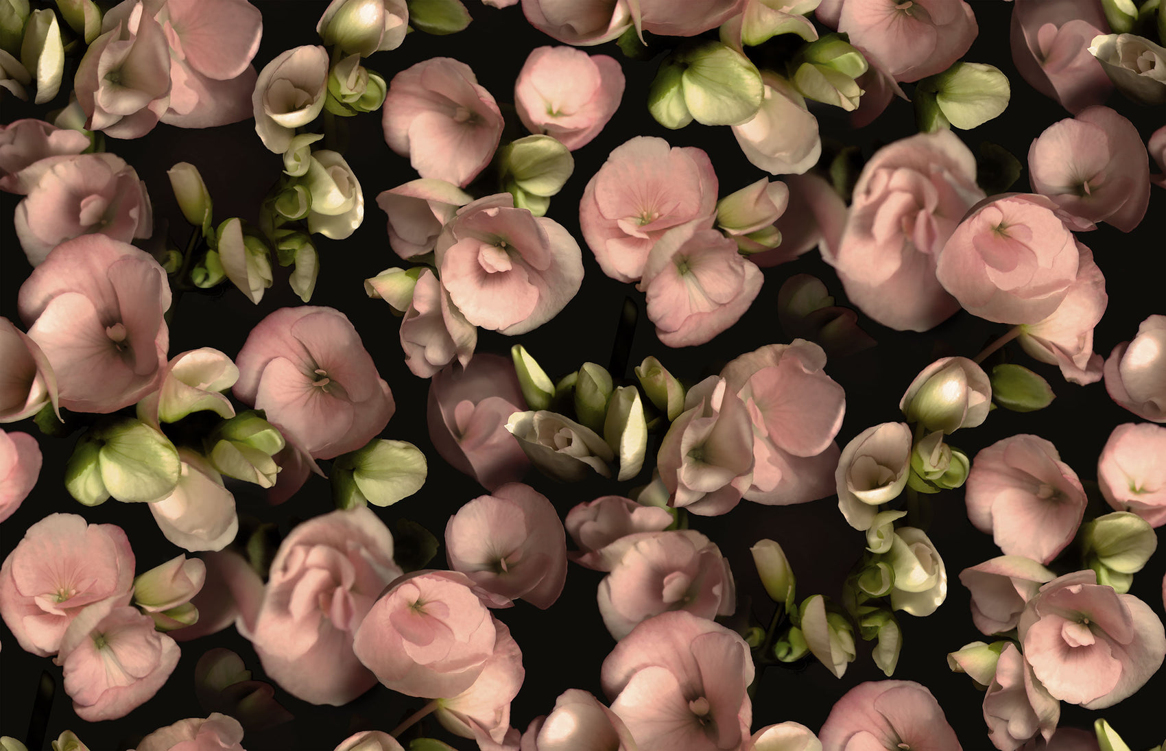 Begonia Roze BS1W-2950