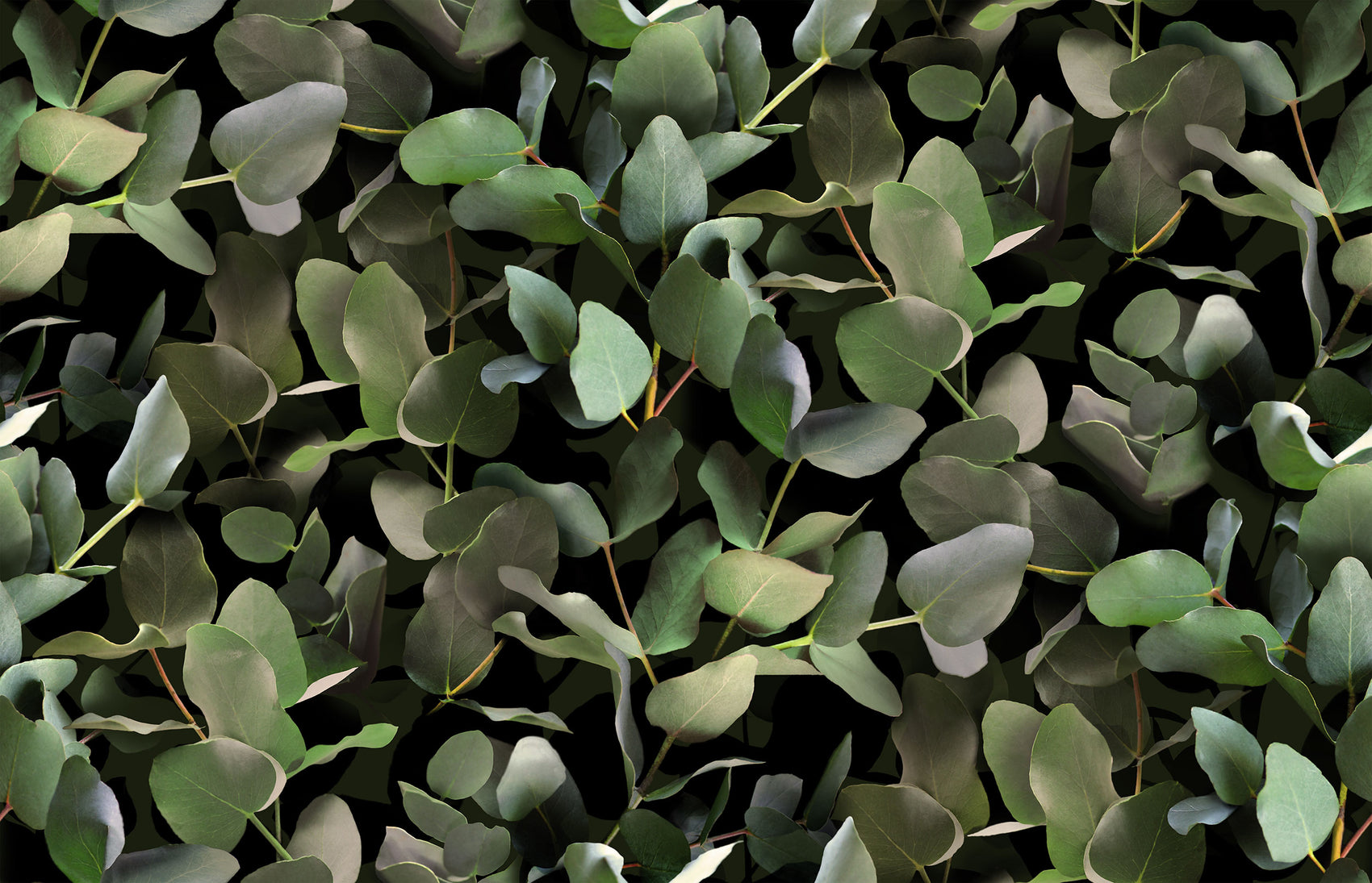 Eucalyptus Groen BS3W-2952
