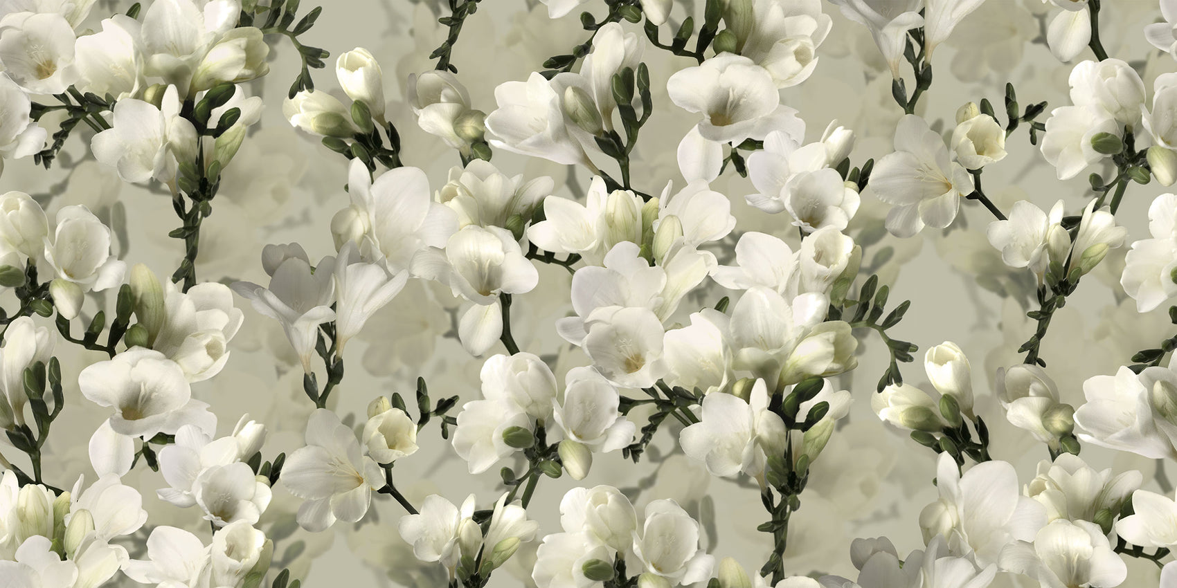 Witte Lelie Wit BS1W-2955