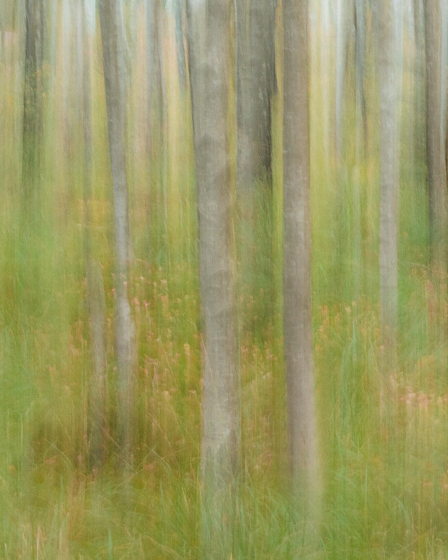 Oktoberbjörkar Groen BS1W-2977