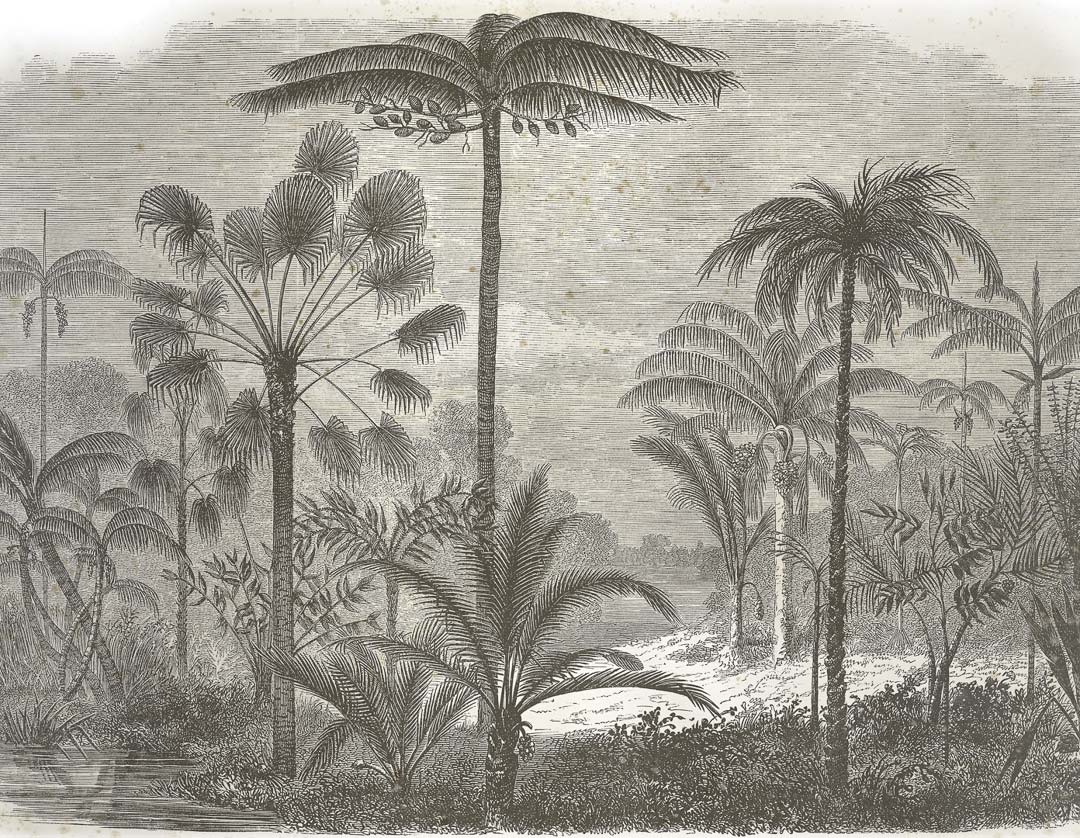 Zuid-Amerikaanse jungle met palmbomen NH250002