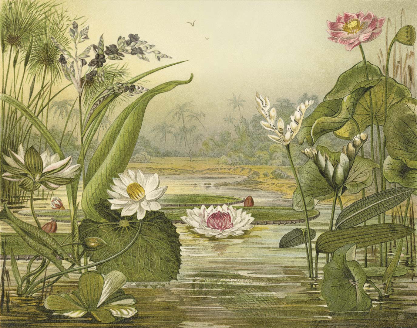 Waterplanten NH250004