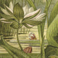 Waterplanten NH250004