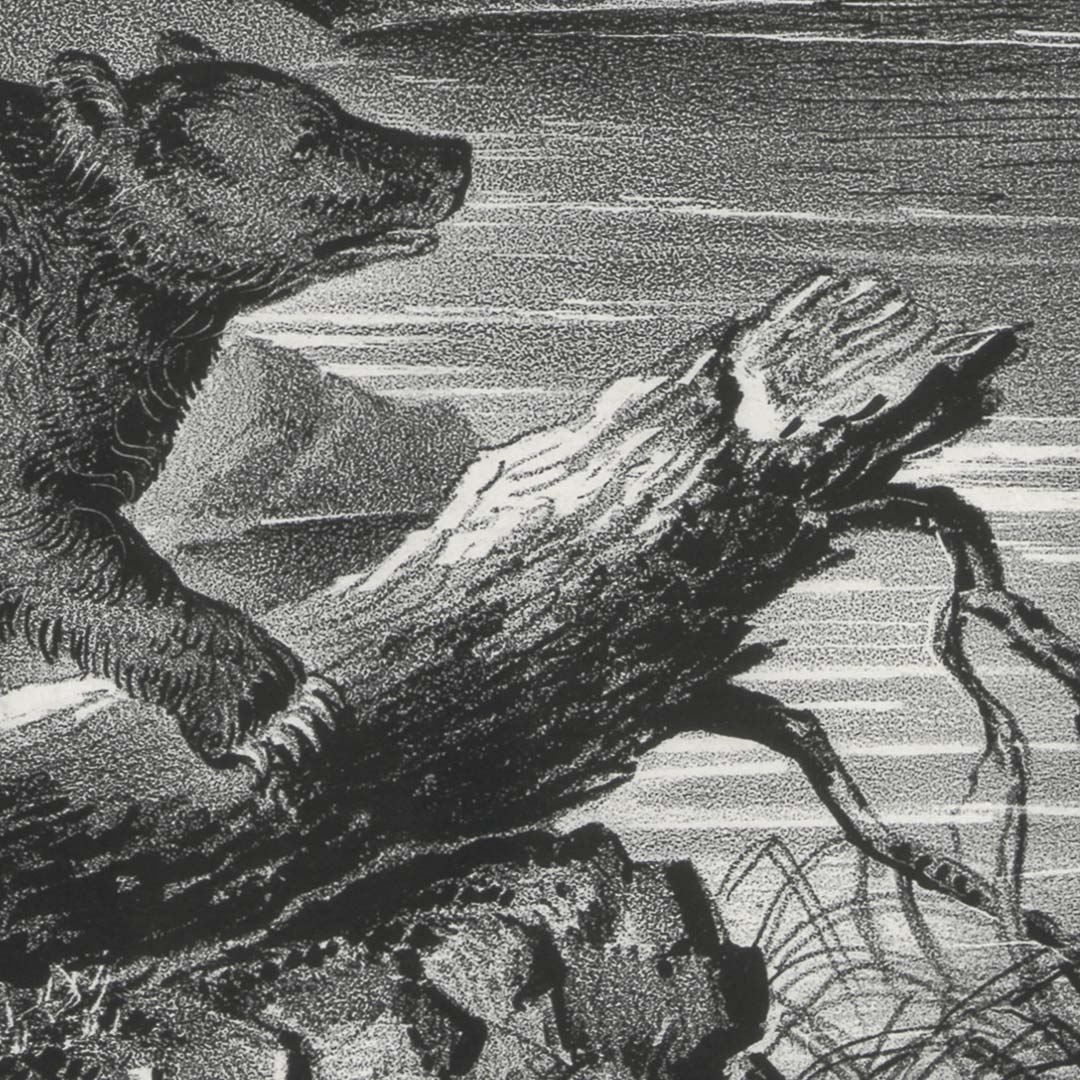 Amerikaanse grizzlybeer bij bergmeer NH250008