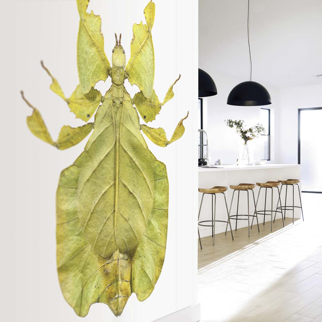 Wandelend blad NH250011