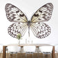 Idea Leuconoe NH250015