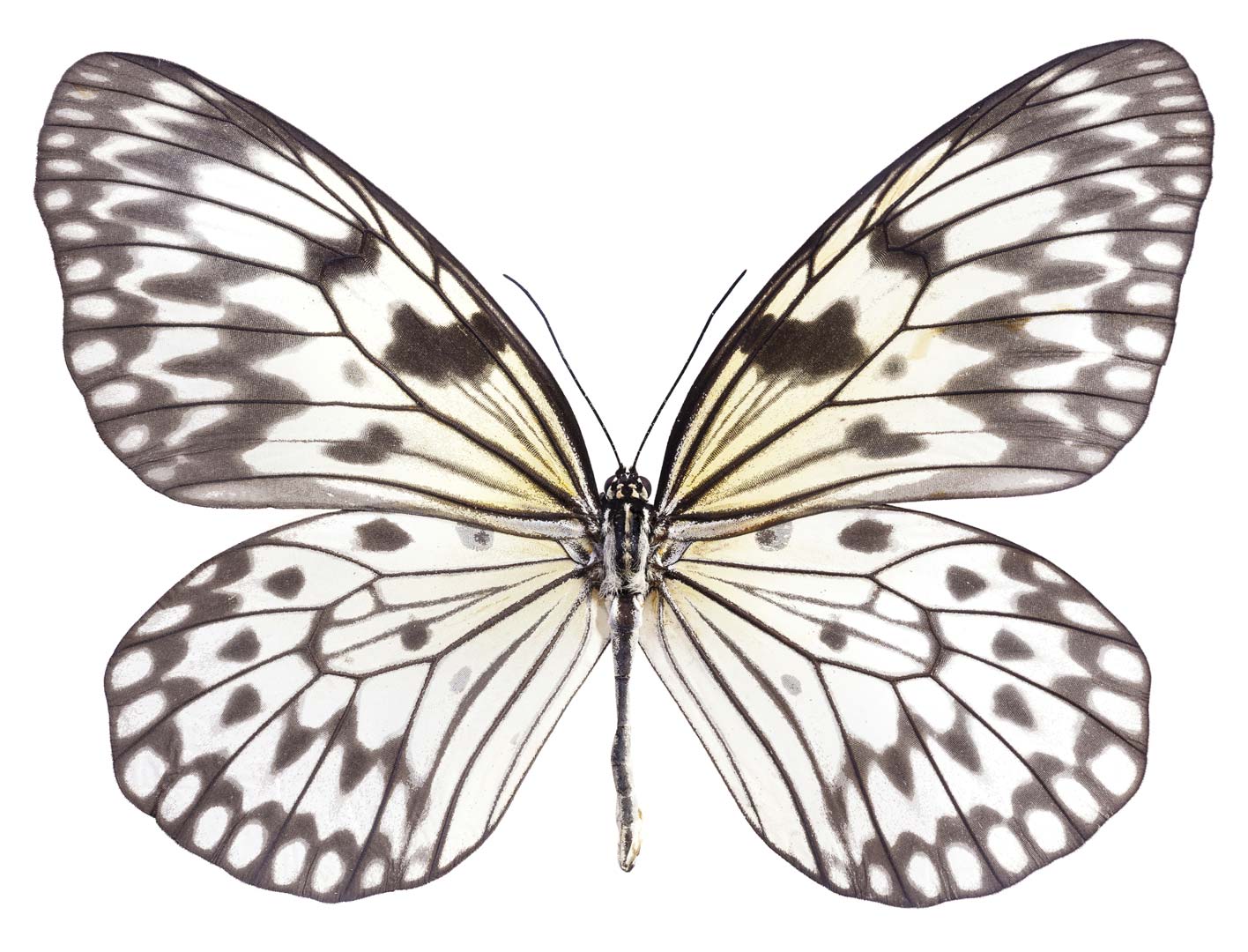 Idea Leuconoe NH250015