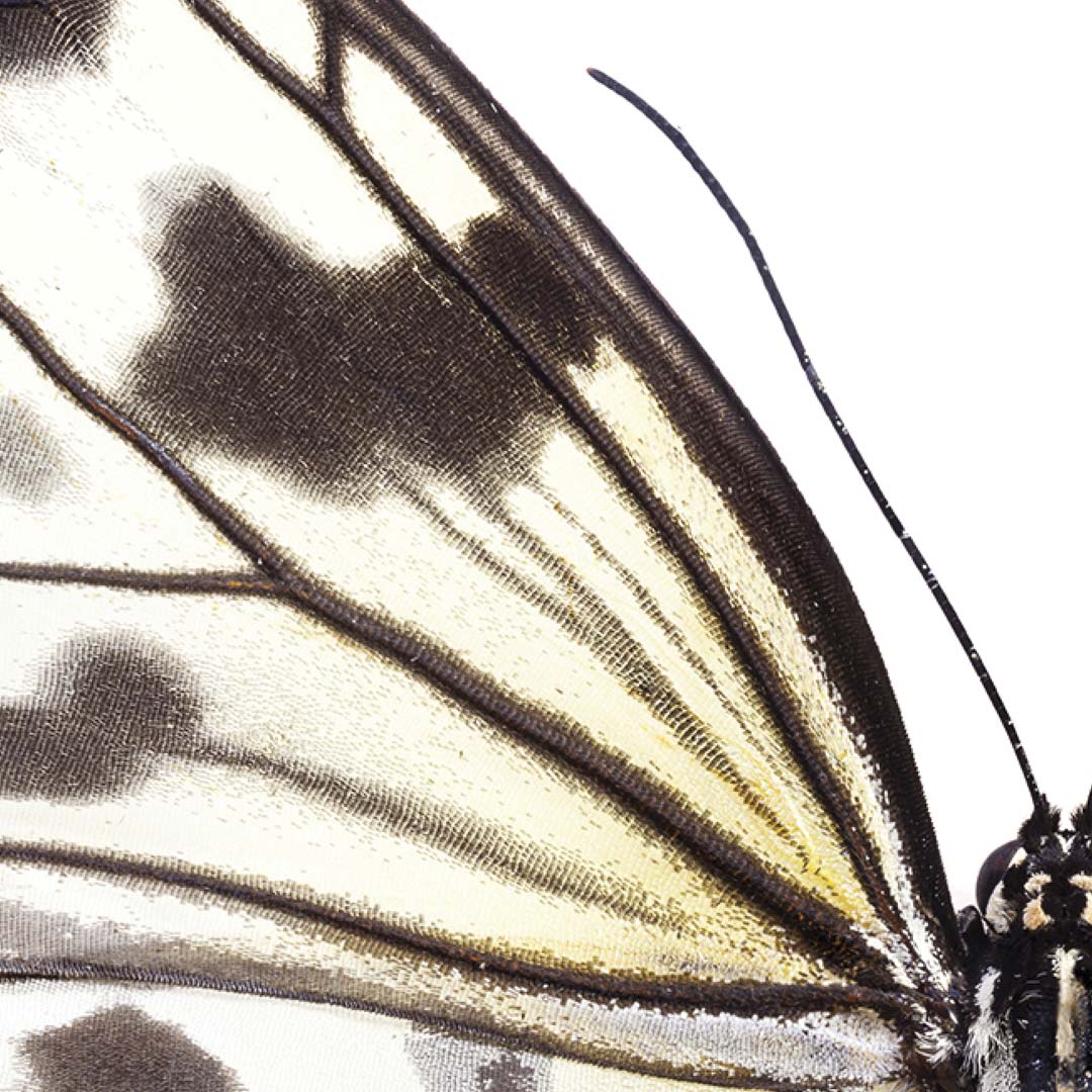 Idea Leuconoe NH250015