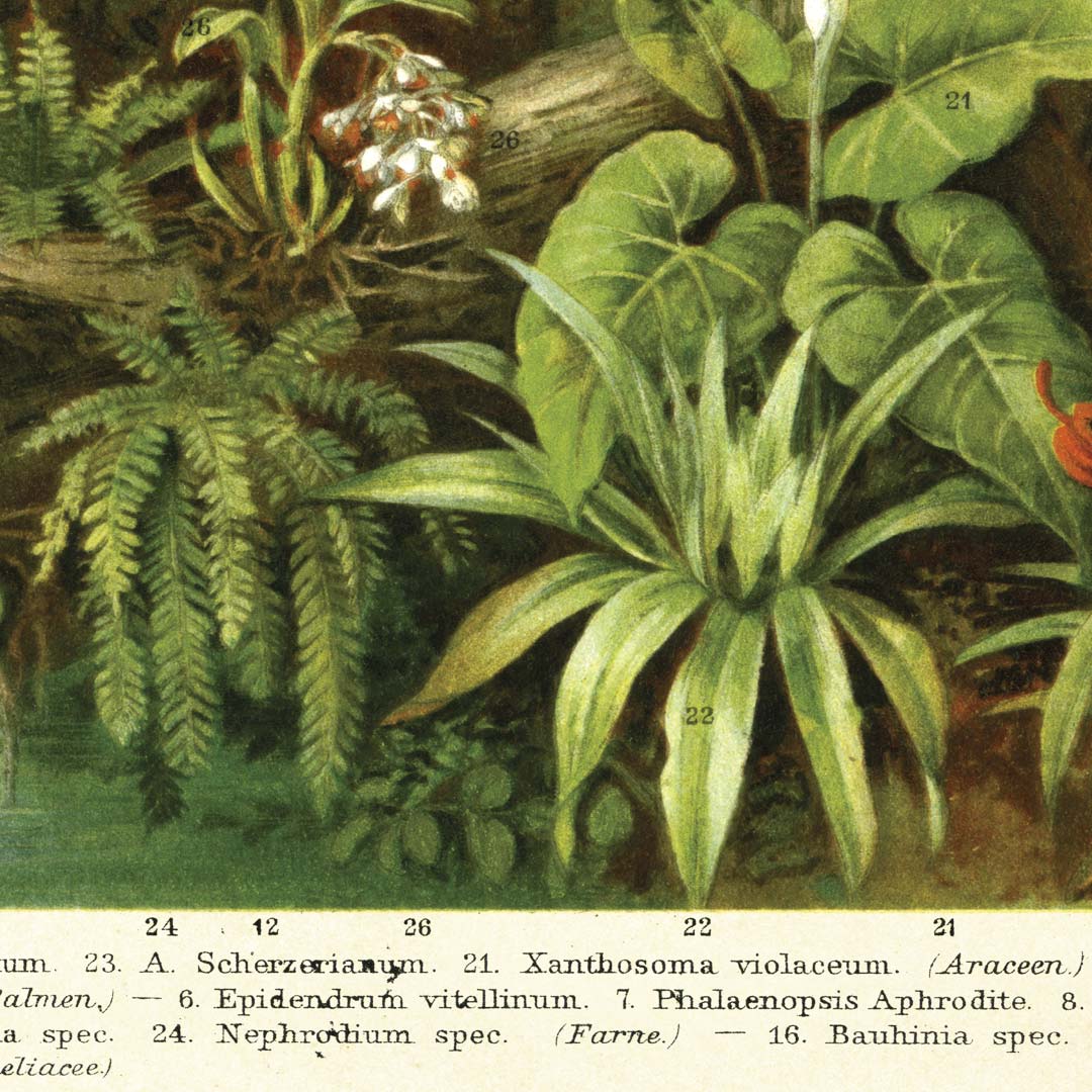 Tropisch regenwoud NH250017