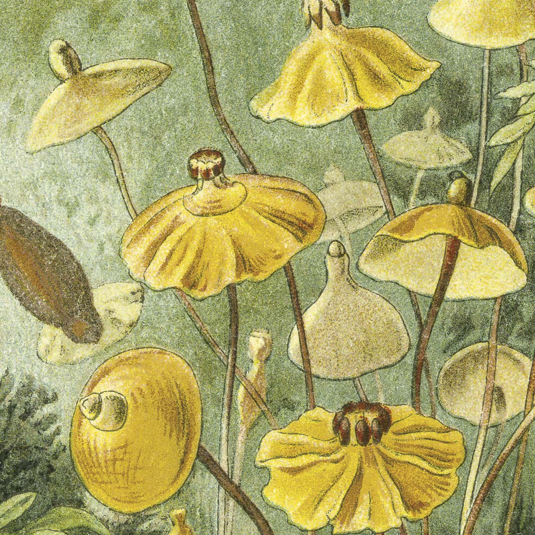Haarmos door Ernst Haeckel NH250018
