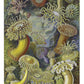 Zee-anemonen door Ernst Haeckel NH250020
