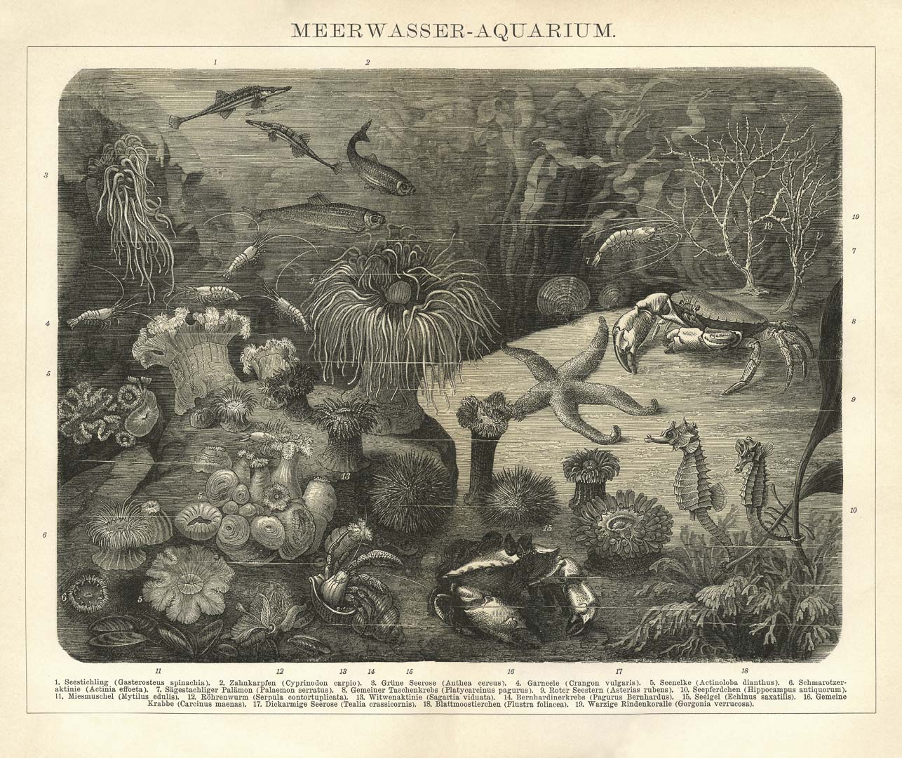 Zee-aquarium NH250023