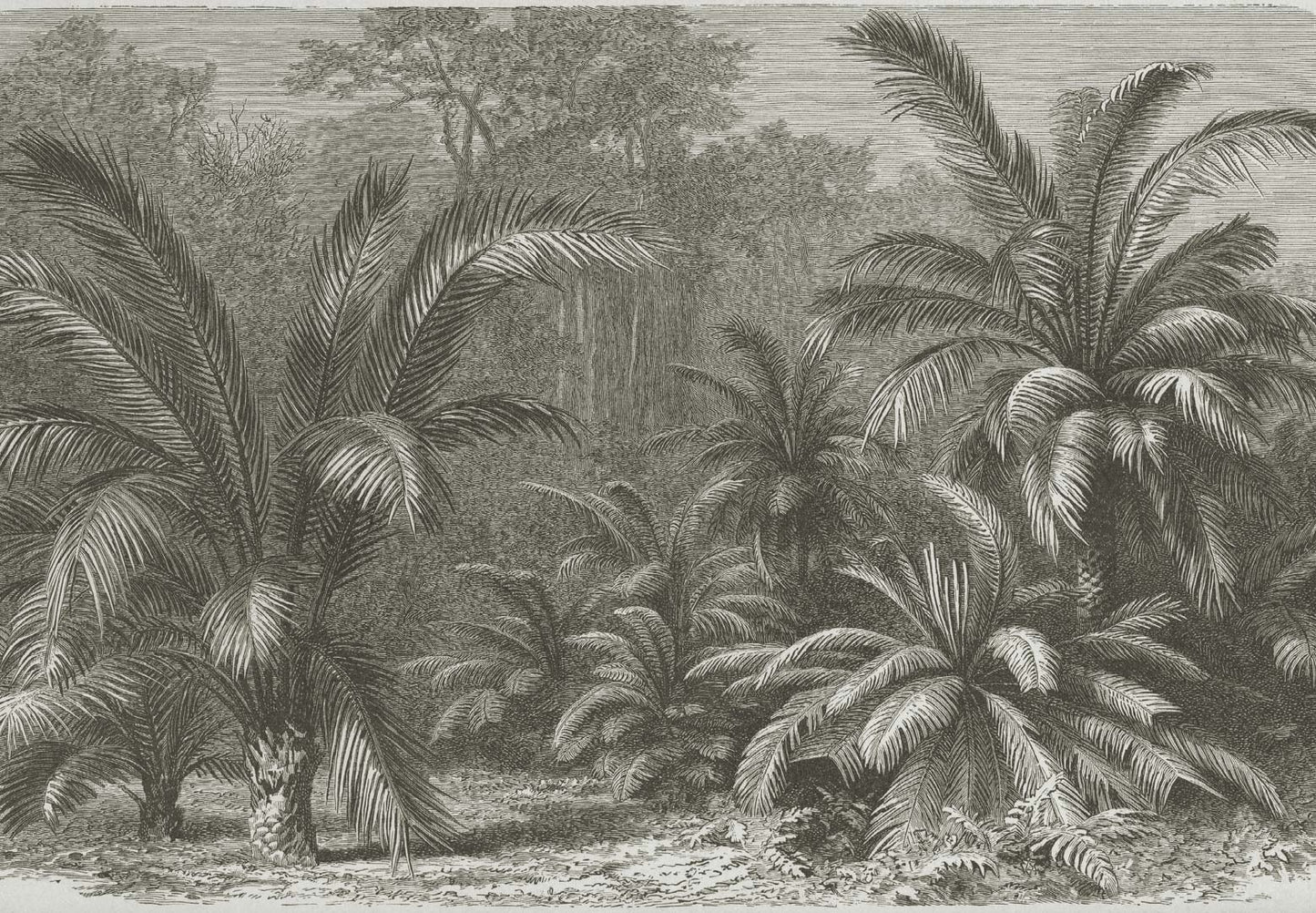 Palmvarens of cycadeeën - levende fossielen NH250029