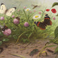 Insecten NH250067