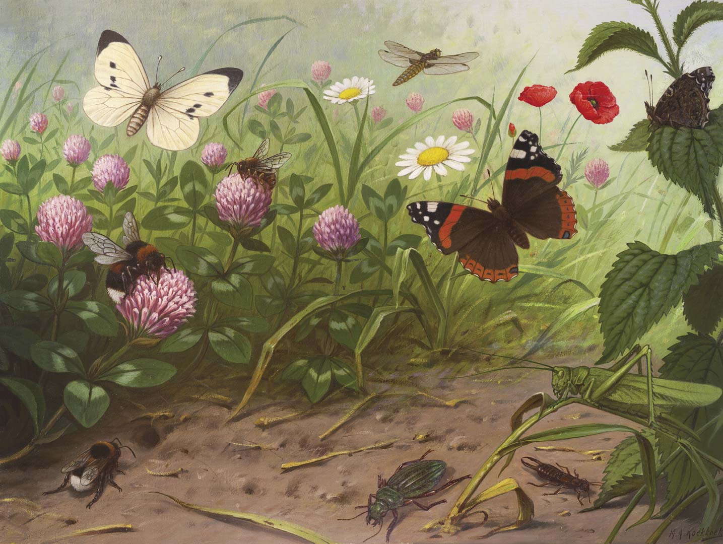 Insecten NH250067