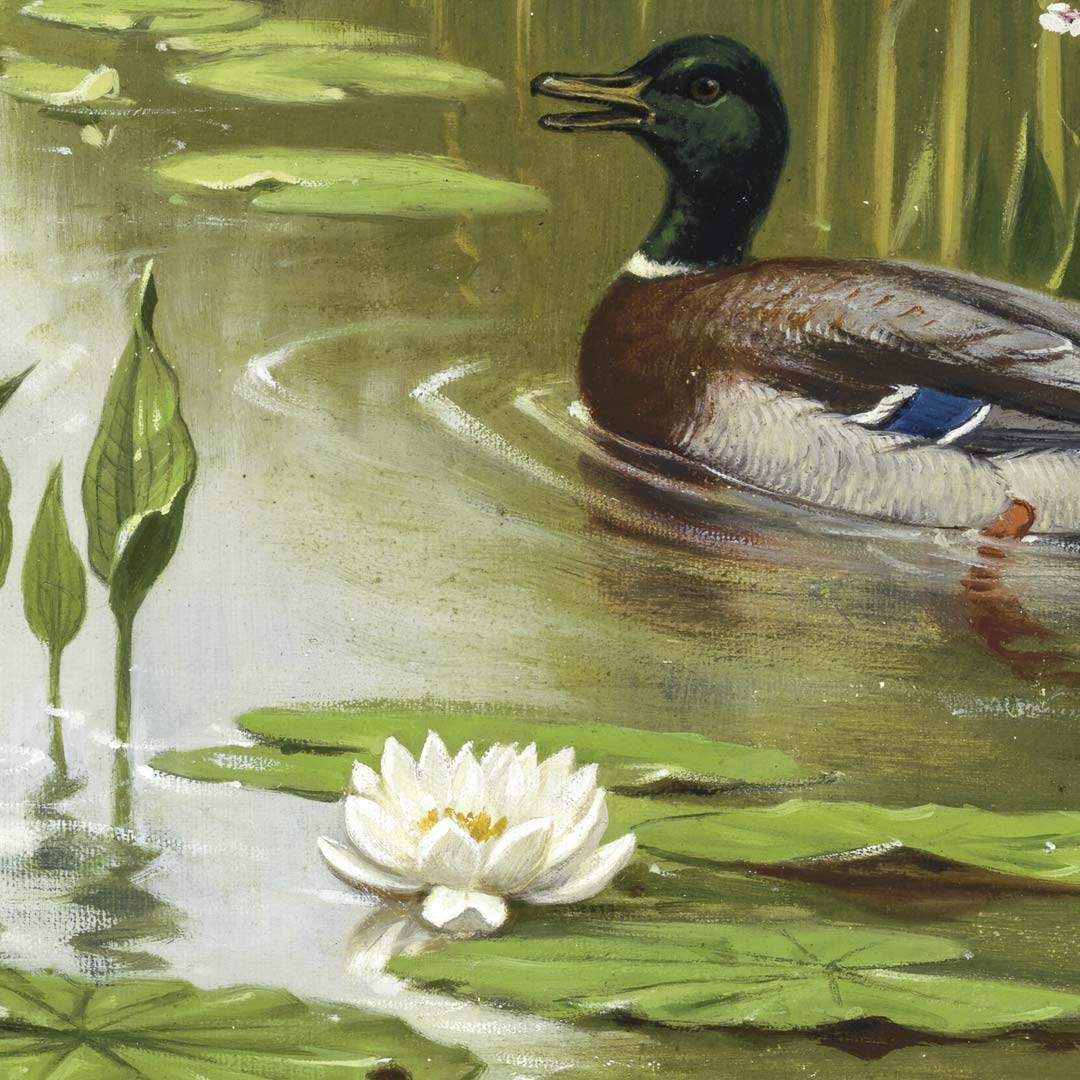Water- en weidevogels NH250074